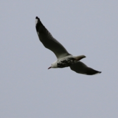 Chroicocephalus novaehollandiae (Silver Gull) at Fyshwick, ACT - 1 Oct 2021 by RodDeb