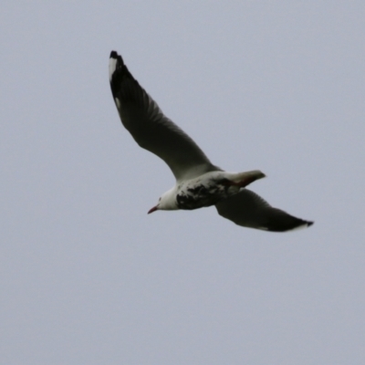 Chroicocephalus novaehollandiae (Silver Gull) at Jerrabomberra Wetlands - 1 Oct 2021 by RodDeb