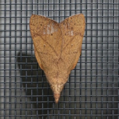 Pararguda nasuta (Wattle Snout Moth) at QPRC LGA - 28 Sep 2021 by WHall