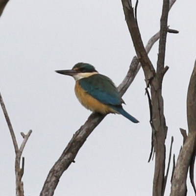 Todiramphus sanctus (Sacred Kingfisher) at Jerrabomberra Wetlands - 1 Oct 2021 by RodDeb