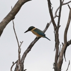 Todiramphus sanctus at Fyshwick, ACT - 1 Oct 2021