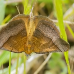 Anachloris subochraria (Golden Grass Carpet (Ennominae)) at Googong, NSW - 2 Oct 2021 by WHall