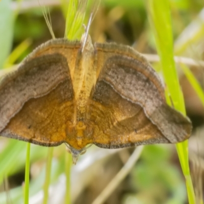 Anachloris subochraria (Golden Grass Carpet (Ennominae)) at Googong, NSW - 2 Oct 2021 by WHall