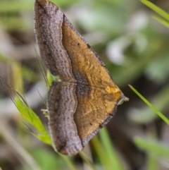 Anachloris subochraria at Googong, NSW - 2 Oct 2021