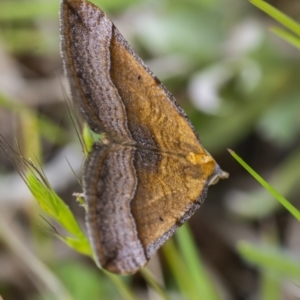 Anachloris subochraria at Googong, NSW - 2 Oct 2021