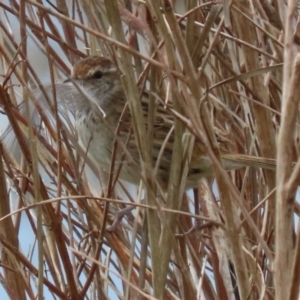 Poodytes gramineus at Fyshwick, ACT - 1 Oct 2021