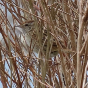 Poodytes gramineus at Fyshwick, ACT - 1 Oct 2021