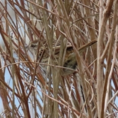 Poodytes gramineus at Fyshwick, ACT - 1 Oct 2021