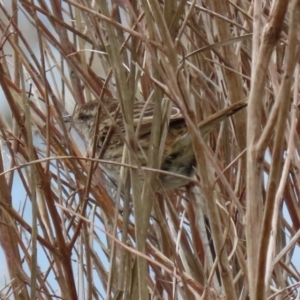 Poodytes gramineus at Fyshwick, ACT - 1 Oct 2021