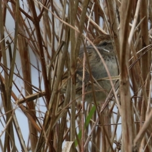 Poodytes gramineus at Fyshwick, ACT - 1 Oct 2021