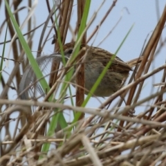 Poodytes gramineus at Fyshwick, ACT - 1 Oct 2021