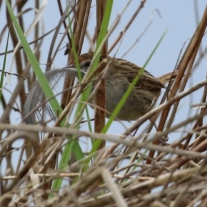 Poodytes gramineus at Fyshwick, ACT - 1 Oct 2021