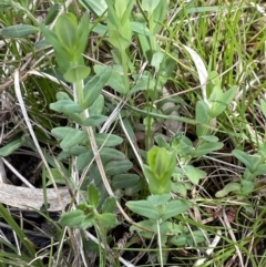 Hypericum gramineum (Small St Johns Wort) at Flea Bog Flat, Bruce - 2 Oct 2021 by JVR