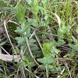 Hypericum gramineum at Bruce, ACT - 2 Oct 2021 03:06 PM