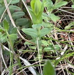 Hypericum gramineum at Bruce, ACT - 2 Oct 2021