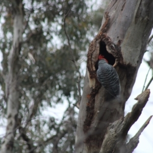 Callocephalon fimbriatum at Hughes, ACT - 30 Sep 2021