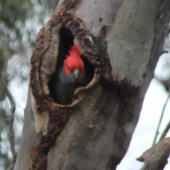 Callocephalon fimbriatum at Hughes, ACT - 30 Sep 2021