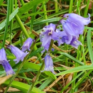 Hyacinthoides non-scriptus at Tuggeranong DC, ACT - 2 Oct 2021 03:46 PM