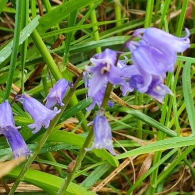 Hyacinthoides non-scriptus (Bluebell) at Isaacs Ridge and Nearby - 2 Oct 2021 by Mike