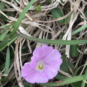 Polymeria calycina at Evans Head, NSW - 2 Oct 2021