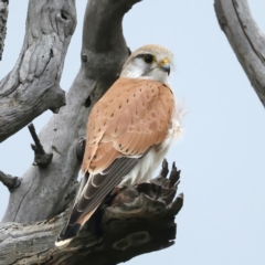 Falco cenchroides (Nankeen Kestrel) at Goorooyarroo NR (ACT) - 1 Oct 2021 by jb2602