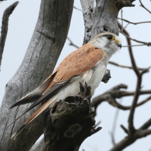 Falco cenchroides at Throsby, ACT - 1 Oct 2021