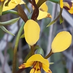 Diuris sp. (hybrid) at Bruce, ACT - 27 Sep 2021