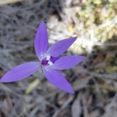 Glossodia major (Wax Lip Orchid) at Bruce Ridge to Gossan Hill - 1 Oct 2021 by alell