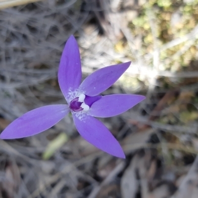 Glossodia major (Wax Lip Orchid) at Bruce Ridge to Gossan Hill - 1 Oct 2021 by alell