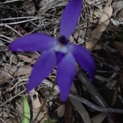 Glossodia major at Bruce, ACT - 1 Oct 2021