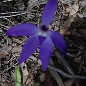 Glossodia major at Bruce, ACT - 1 Oct 2021