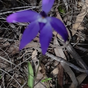 Glossodia major at Bruce, ACT - 1 Oct 2021