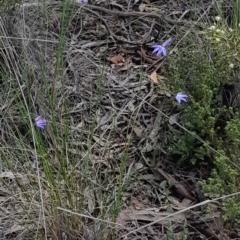 Glossodia major at Bruce, ACT - 1 Oct 2021