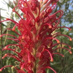 Unverified Other Wildflower or Herb at Evans Head, NSW - 2 Oct 2021 by AliClaw