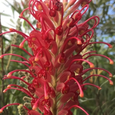Unverified Other Wildflower or Herb at Evans Head, NSW - 2 Oct 2021 by AliClaw