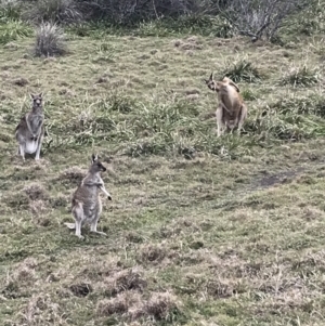 Macropus giganteus at Evans Head, NSW - 2 Oct 2021