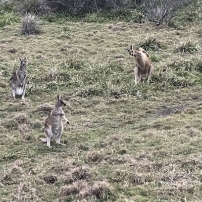 Macropus giganteus (Eastern Grey Kangaroo) at Evans Head, NSW - 2 Oct 2021 by AliClaw