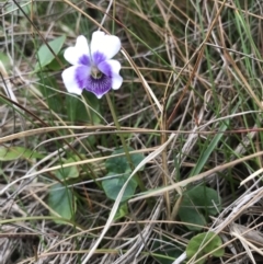 Viola banksii (Native Violet) at Evans Head, NSW - 2 Oct 2021 by AliClaw