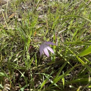 Caladenia carnea at Bruce, ACT - 2 Oct 2021