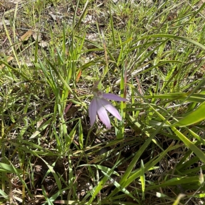 Caladenia carnea (Pink Fingers) at Bruce, ACT - 2 Oct 2021 by JVR