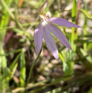 Caladenia carnea at Bruce, ACT - 2 Oct 2021