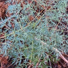 Polyscias sambucifolia subsp. Bipinnate leaves (J.H.Ross 3967) Vic. Herbarium (Ferny Panax) at Mongarlowe River - 2 Oct 2021 by Roymondo