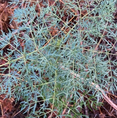 Polyscias sambucifolia subsp. Bipinnate leaves (J.H.Ross 3967) Vic. Herbarium (Ferny Panax) at Monga, NSW - 2 Oct 2021 by Roymondo