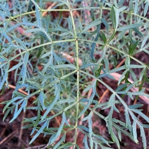 Polyscias sambucifolia subsp. Bipinnate leaves (J.H.Ross 3967) Vic. Herbarium at Monga, NSW - 2 Oct 2021