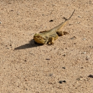 Pogona barbata at Thurgoona, NSW - 2 Oct 2021