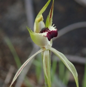 Caladenia parva at Coree, ACT - 2 Oct 2021