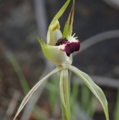 Caladenia parva (Brown-clubbed spider orchid) at Coree, ACT - 2 Oct 2021 by Laserchemisty