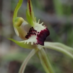 Caladenia parva at Coree, ACT - 2 Oct 2021