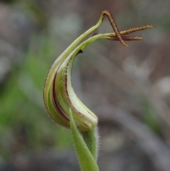 Caladenia parva at Coree, ACT - 2 Oct 2021