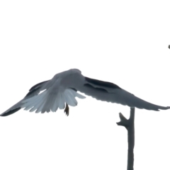 Elanus axillaris (Black-shouldered Kite) at Goorooyarroo NR (ACT) - 1 Oct 2021 by jb2602